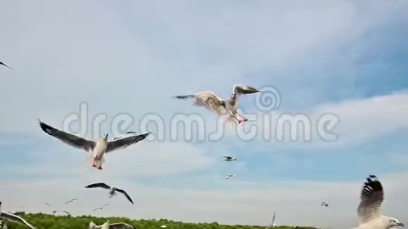 海鸥在空中捕捉食物的慢动作视频的预览图