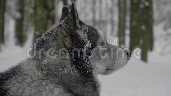 哈士奇躺在雪地里突然转身视频的预览图