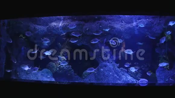 各种鱼类在水族馆的主鱼缸里游泳视频的预览图