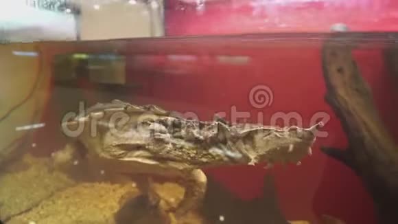 马塔马塔海龟切勒斯飞鱼在水族馆游泳视频的预览图