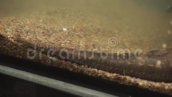 大鳄龟的尾巴和爪子爬行动物的身体部位视频的预览图