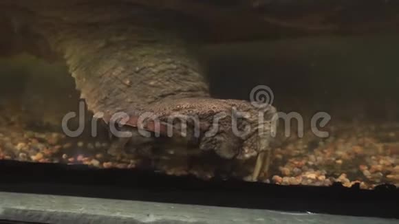 鳄鱼捕食海龟有大爪子的爬行动物的大爪子视频的预览图