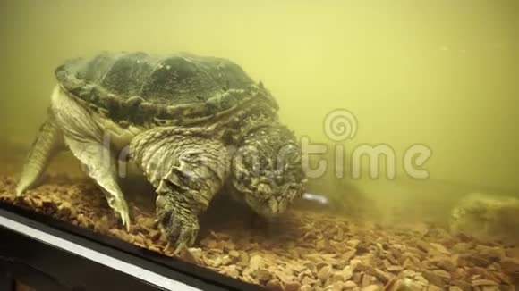 常见的捕龟侧射在水族馆特写镜头视频的预览图