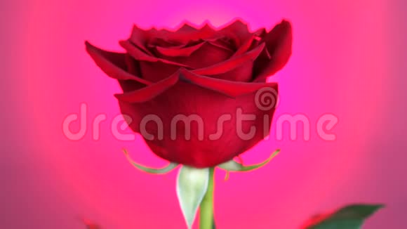 红玫瑰在粉红色背景上旋转爱的象征情人节卡片设计视频的预览图