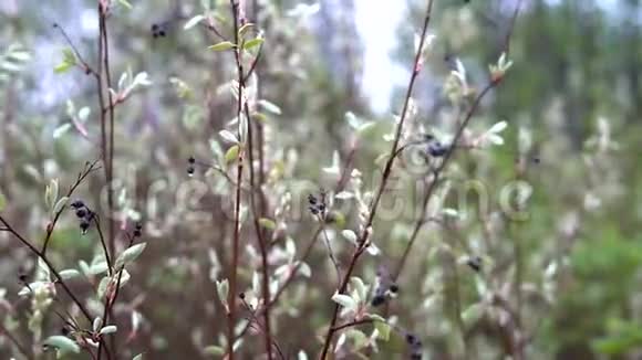 薄枝的鸟樱桃干果实和水滴在它们上摇摆在轻风在森林中视频的预览图