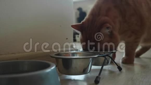 把英国红猫从金属碗里吃掉视频的预览图