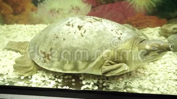 在水族馆里睡觉的猪鼻子乌龟视频的预览图