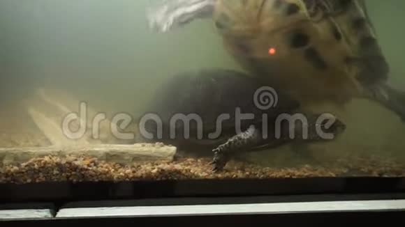 美丽的欧洲池塘海龟在水轮匝树视频的预览图
