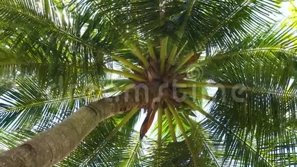迎风仰望棕榈树视频的预览图