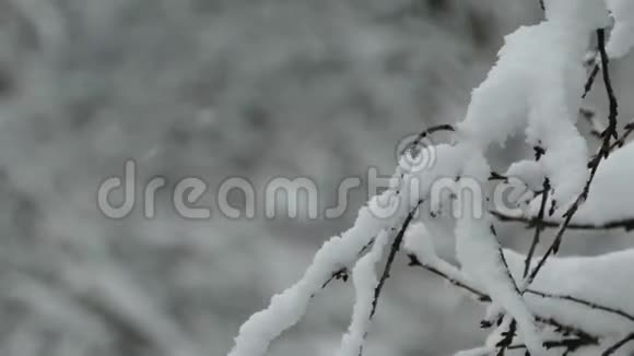 雪中的树视频的预览图