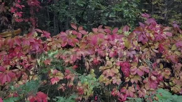 篱笆上的秋叶视频的预览图
