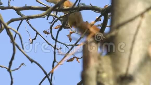 松鼠跳跃坐在树枝上用镜头或照相机看特写野松鼠在跳跃寻找一只视频的预览图