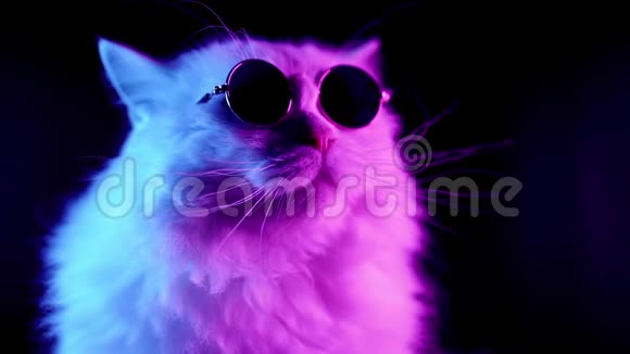带长发圆眼镜的高原直猫的肖像霓虹灯视频的预览图