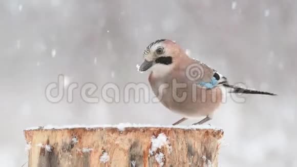冬季的鸟类欧亚大陆的杰伊大在降雪期间坐在冬季的鸟类饲养器上视频的预览图