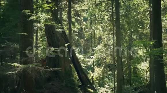 漫步在夏日森林的树桩旁视频的预览图