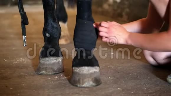 年轻女士包扎马腿纯种黑马腿上黑色绷带特写马腿受到保护视频的预览图