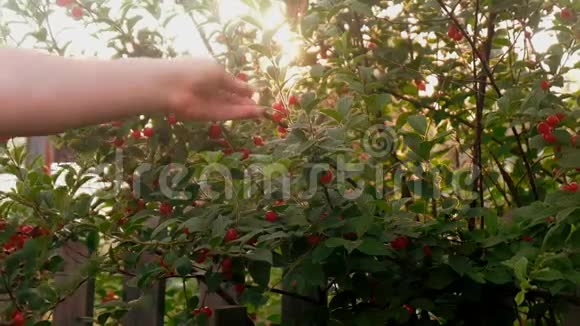 收获樱桃手从树枝上摘浆果视频的预览图