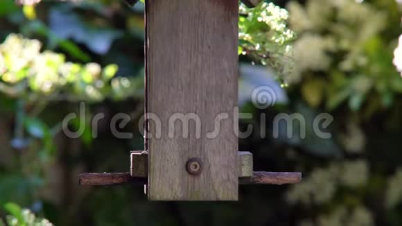 从英国花园里的一个木制喂鸟器里蓝雀吃种子向日葵的心视频的预览图