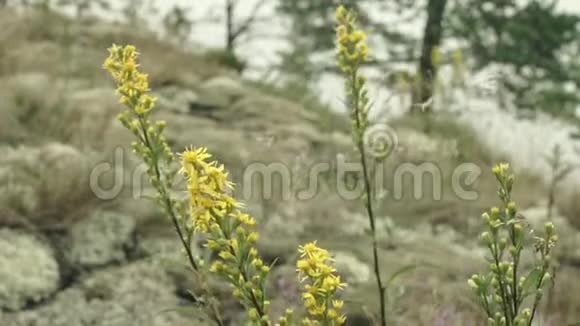 黄花和苔藓视频的预览图
