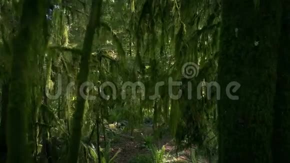 在老树上挂着的苔藓下漫步视频的预览图