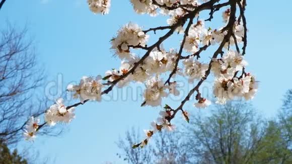 樱花枝在蓝天上绽放视频的预览图