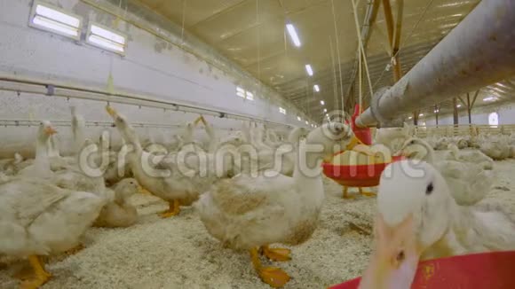 鸭子在镜头前吃饲料视频的预览图
