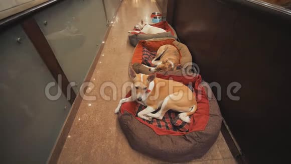 印度德里2018年11月28日狗躺在印度酒店走廊的枕头上视频的预览图