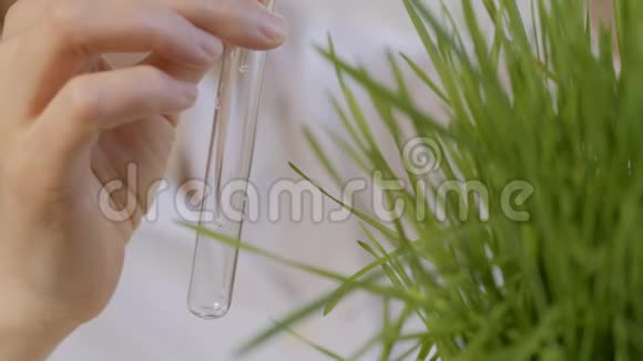 实验室里一位女科学家的特写镜头把清澈的液体倒入一个试管中旁边是一片生长着的绿草视频的预览图