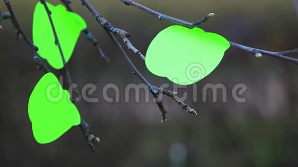 苹果树纸绿贴纸无人春高清镜头视频的预览图