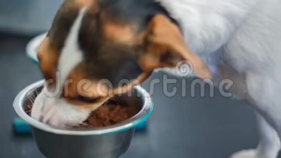 可爱的狗吃食物视频的预览图