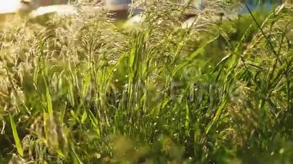羽毛草在阳光下迎风移动视频的预览图