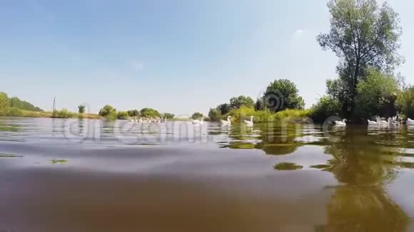 白鹅漂浮在小河的水中视频的预览图
