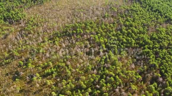 夏季西伯利亚混合森林中的干燥树木视频的预览图