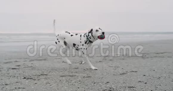 在海滩上跑狗达尔马提亚在镜头前拿着一个小球在嘴上视频的预览图