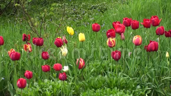 花园里的浪漫郁金香花视频的预览图
