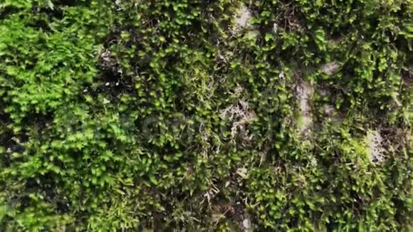 新鲜的绿色苔藓生长视频的预览图