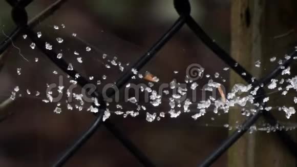 悬在铁链栅栏上的蜘蛛网上的露珠和雪视频的预览图
