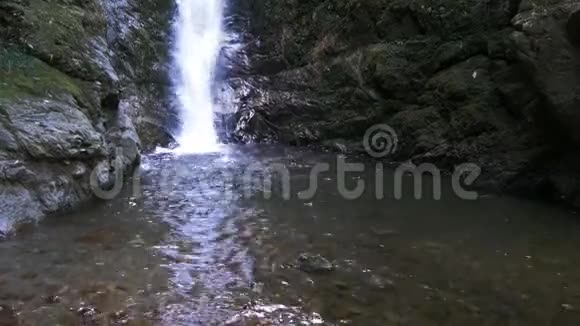 海豹幼崽在瀑布池里玩耍视频的预览图