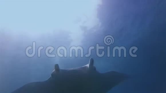 曼塔雷西略特美丽优雅的海雷蓝色海水阳光照射表面视频的预览图