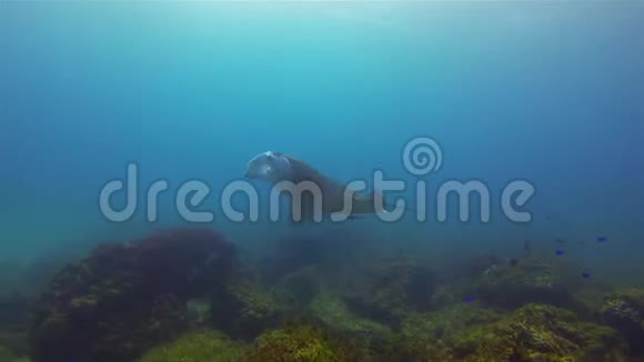 曼塔雷旋转和游泳大雷曼塔阿尔弗雷德礁曼塔珊瑚礁视频的预览图