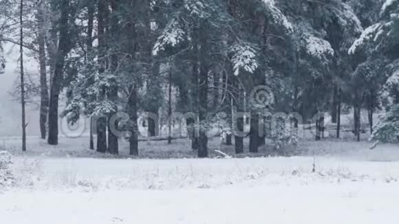 冬天的一天雪慢慢地落在树上森林里白雪覆盖的树木下雪了视频的预览图