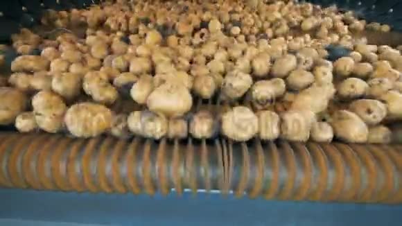 收获的土豆在拖拉机输送机上移动关闭视频的预览图