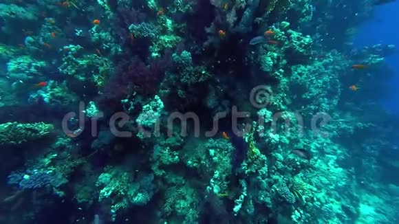 水下世界珊瑚和热带鱼视频的预览图