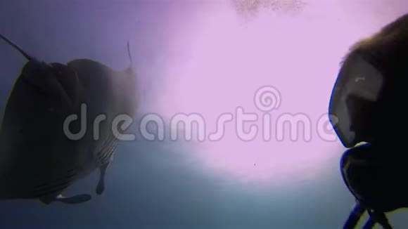 曼塔雷西略特特写欢乐的曼塔雷和水肺潜水员视频的预览图