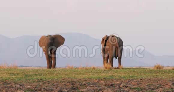 非洲丛林大象非洲洛索登塔对两头大象在赞比西河畔马纳游泳池在津巴布韦附近的赞比亚视频的预览图