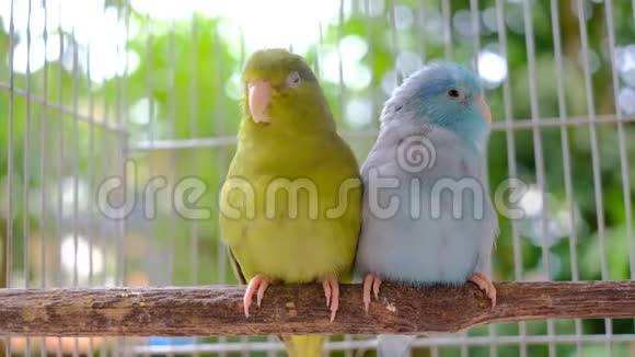 两只木头上的小鹦鹉背景是bokeh视频的预览图