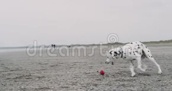 漂亮的小达尔马提亚狗在海滩上玩一个小球他在旁边玩得很开心视频的预览图