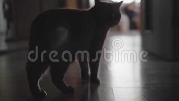 红猫摇尾巴视频的预览图
