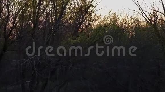 日落时林地中的树墙视频的预览图