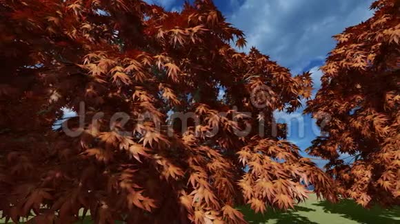 树枝上的栗树叶子视频的预览图